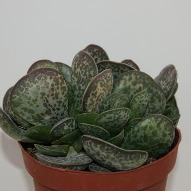 Adromischus maculatus